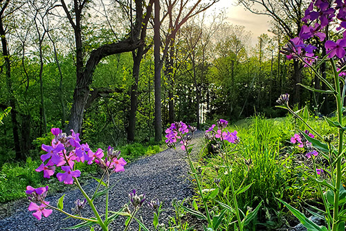 nature path view