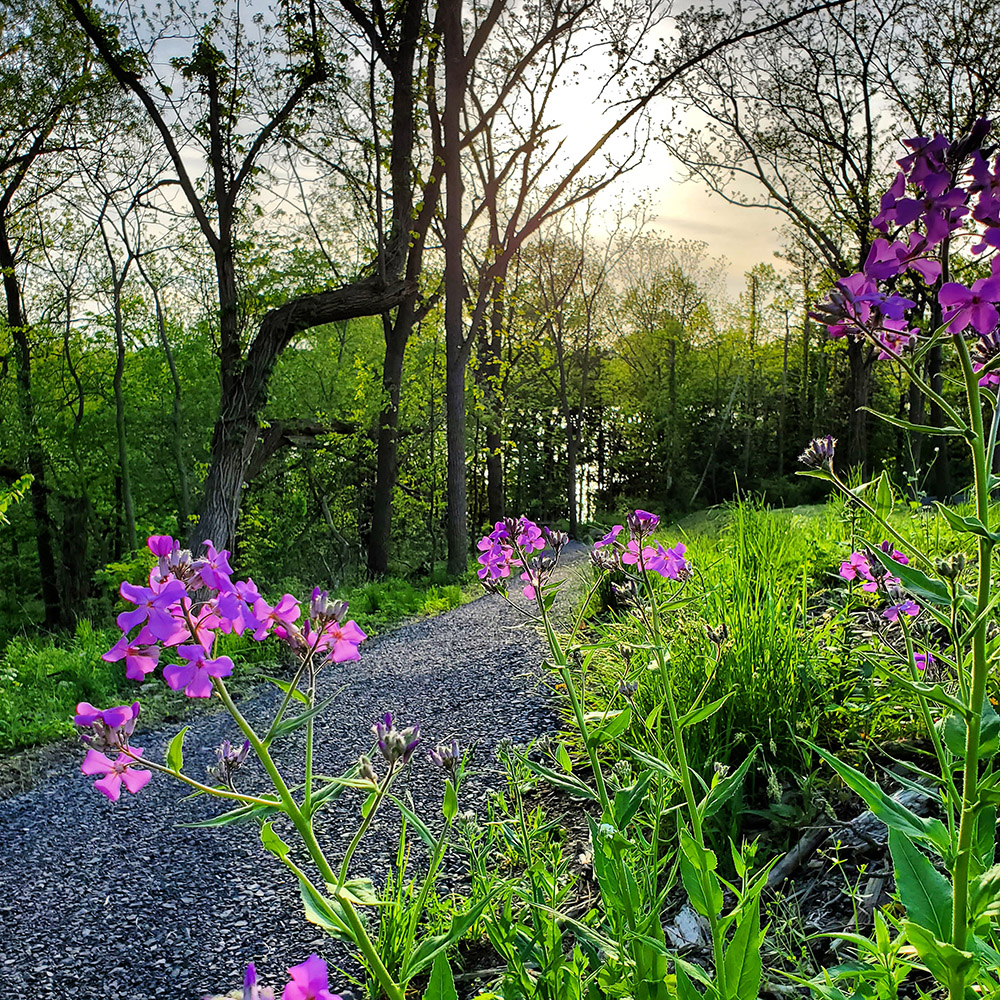 nature path view